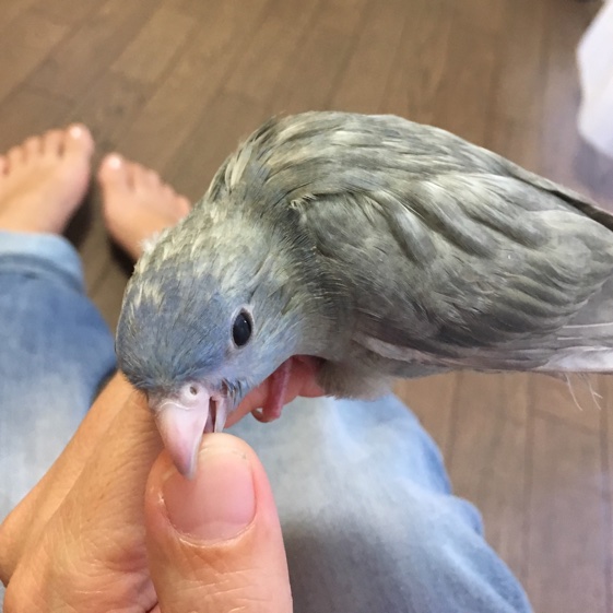 イメージ 5
