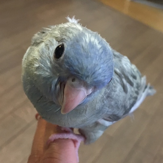 イメージ 7
