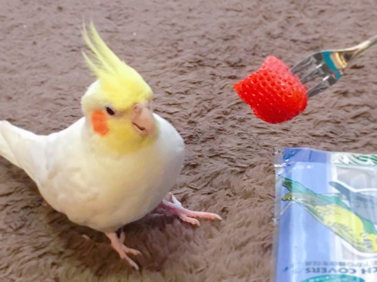 イメージ 18