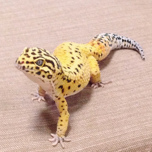イメージ 4