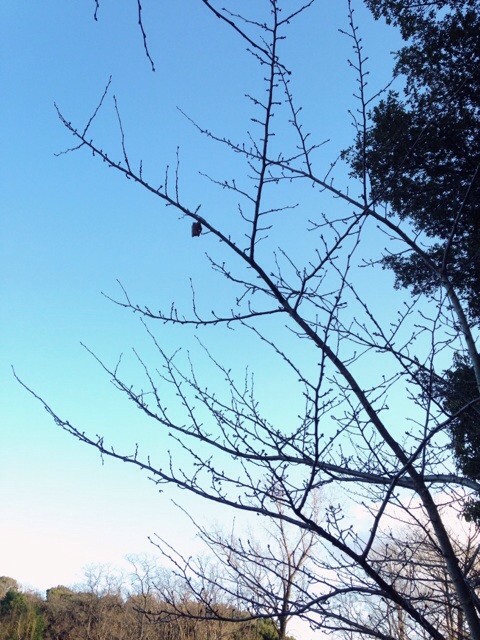 イメージ 9