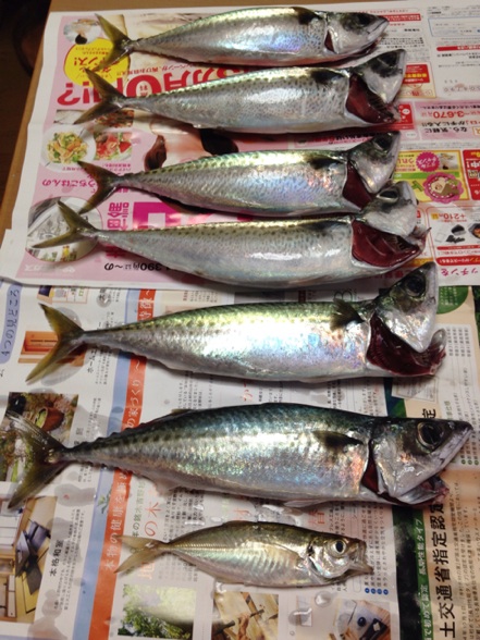 イメージ 5