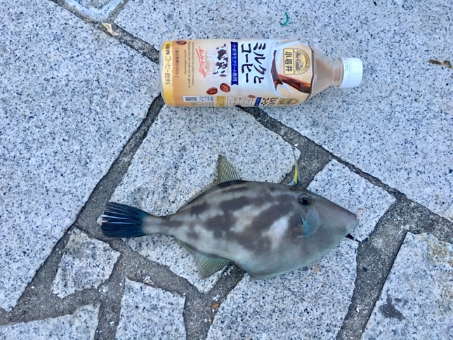 イメージ 5