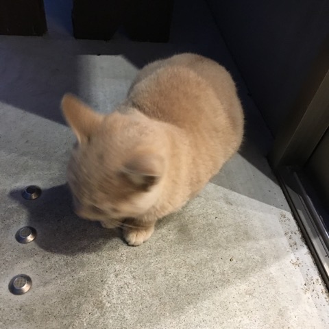 イメージ 7