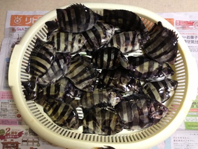 イメージ 14