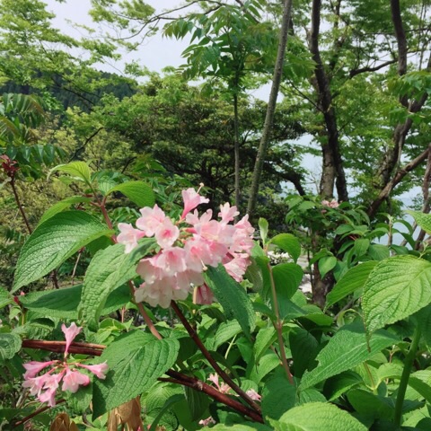 イメージ 21