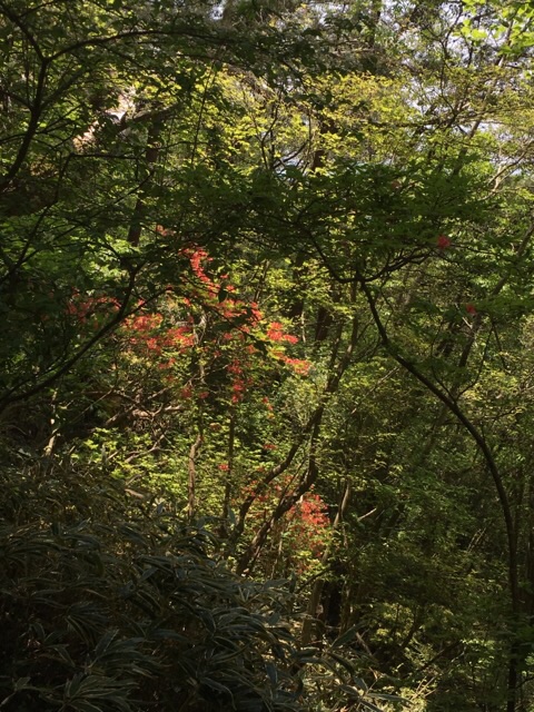 イメージ 11