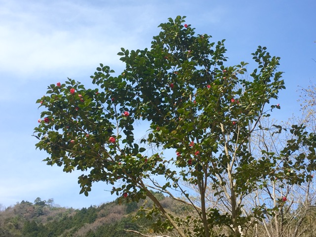イメージ 3