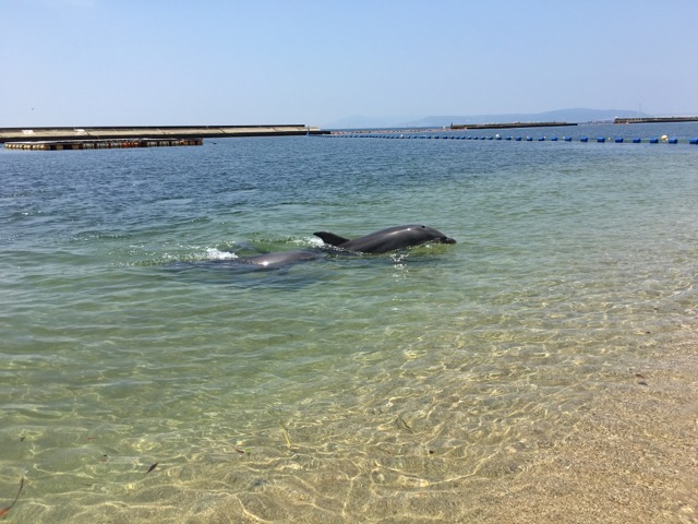 イメージ 4