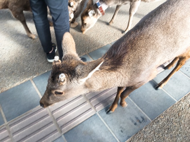 イメージ 7