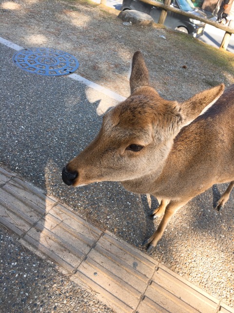 イメージ 9