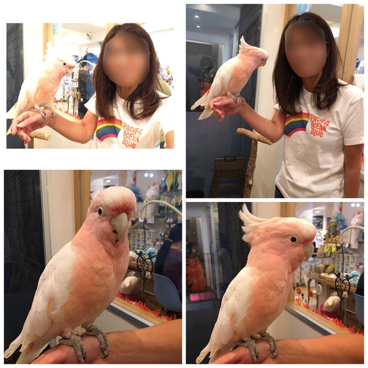 イメージ 5