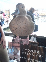 イメージ 9