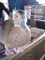 イメージ 10