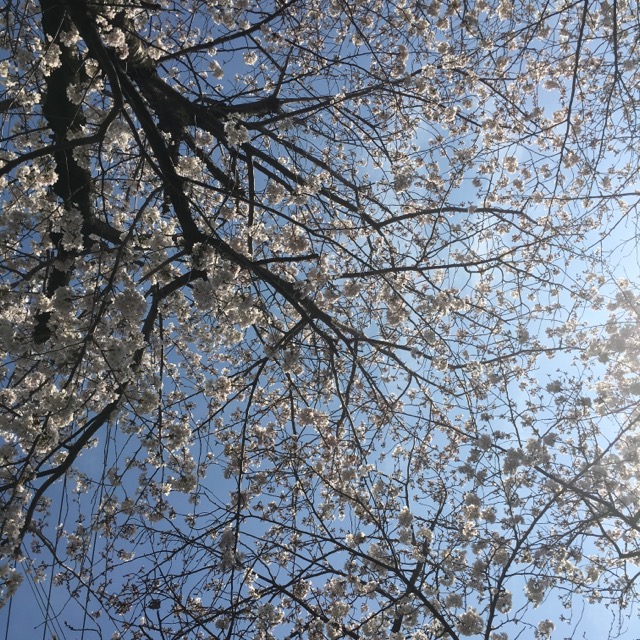 イメージ 15
