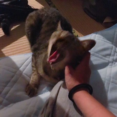 イメージ 5