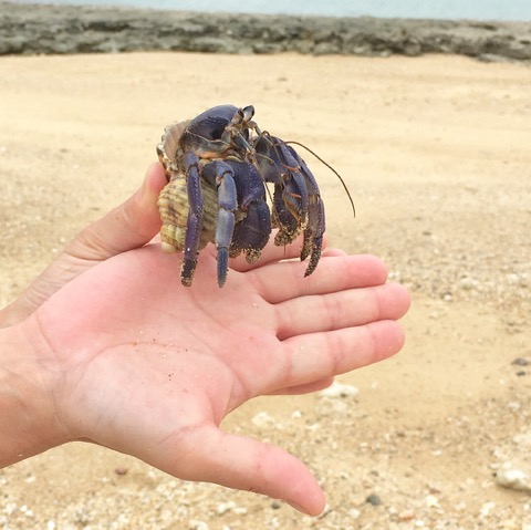 イメージ 7