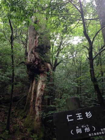 イメージ 10