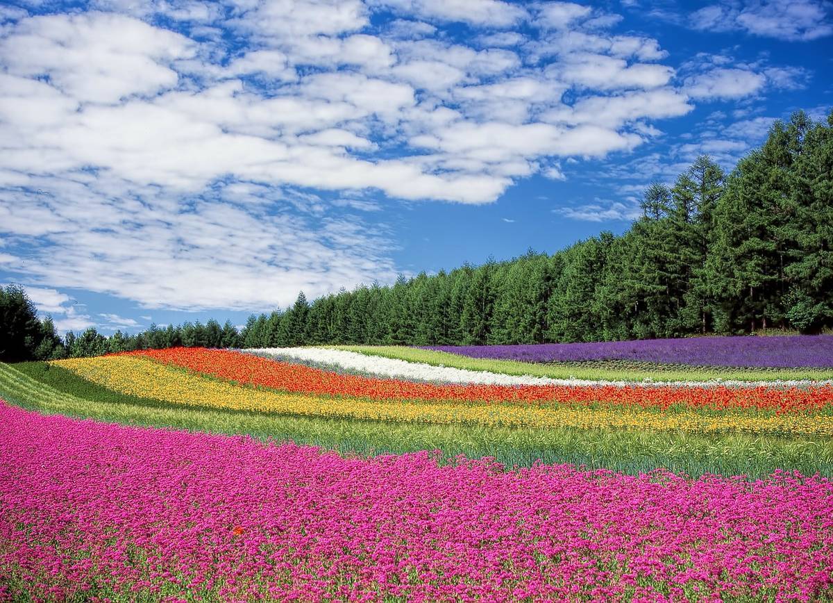 flower-field