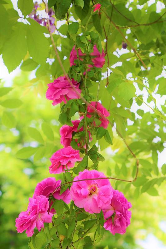 rose-tree