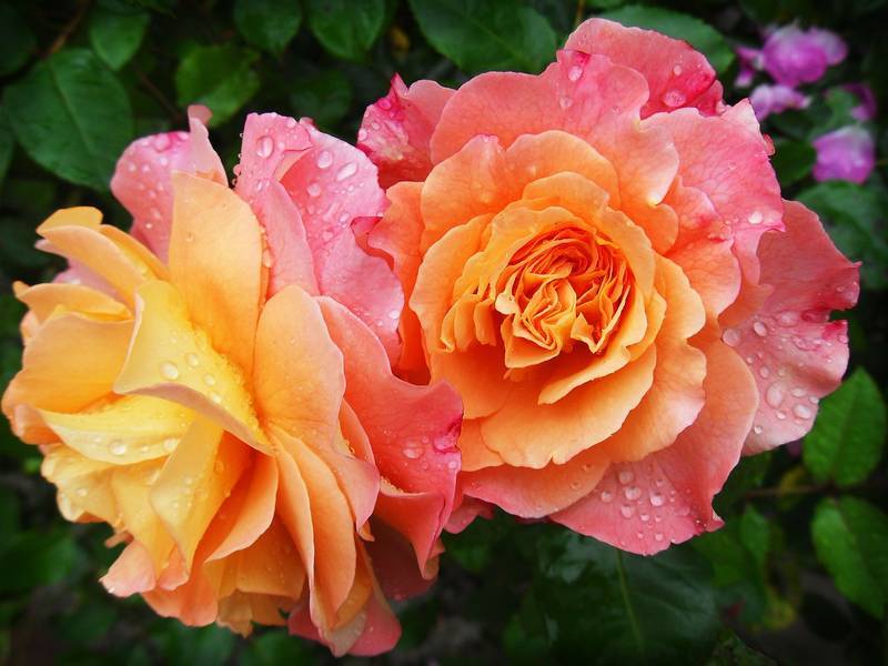 roses_in_the_rain