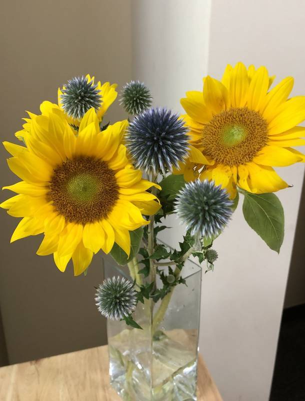 cirsium-and-sunflower