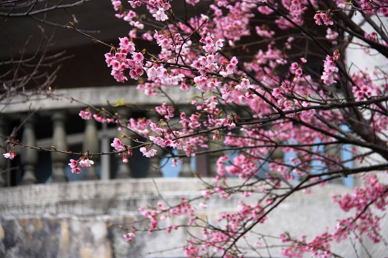 cherry-blossoms