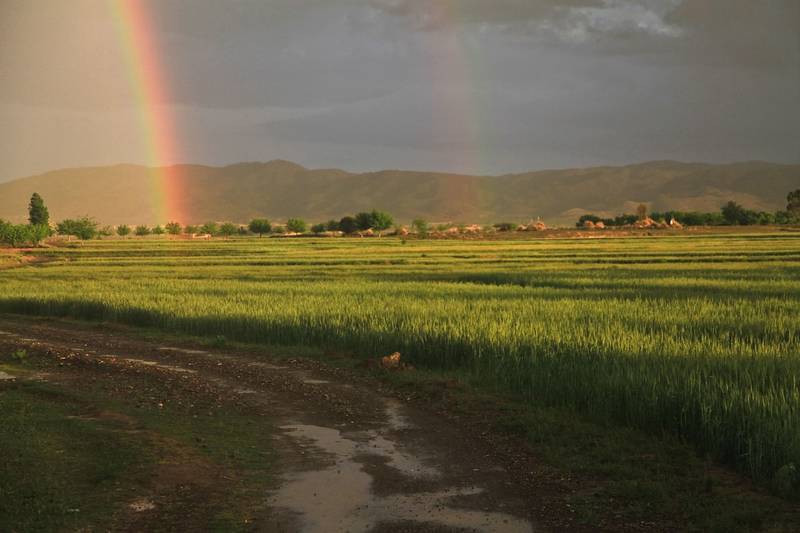 rainbow over field