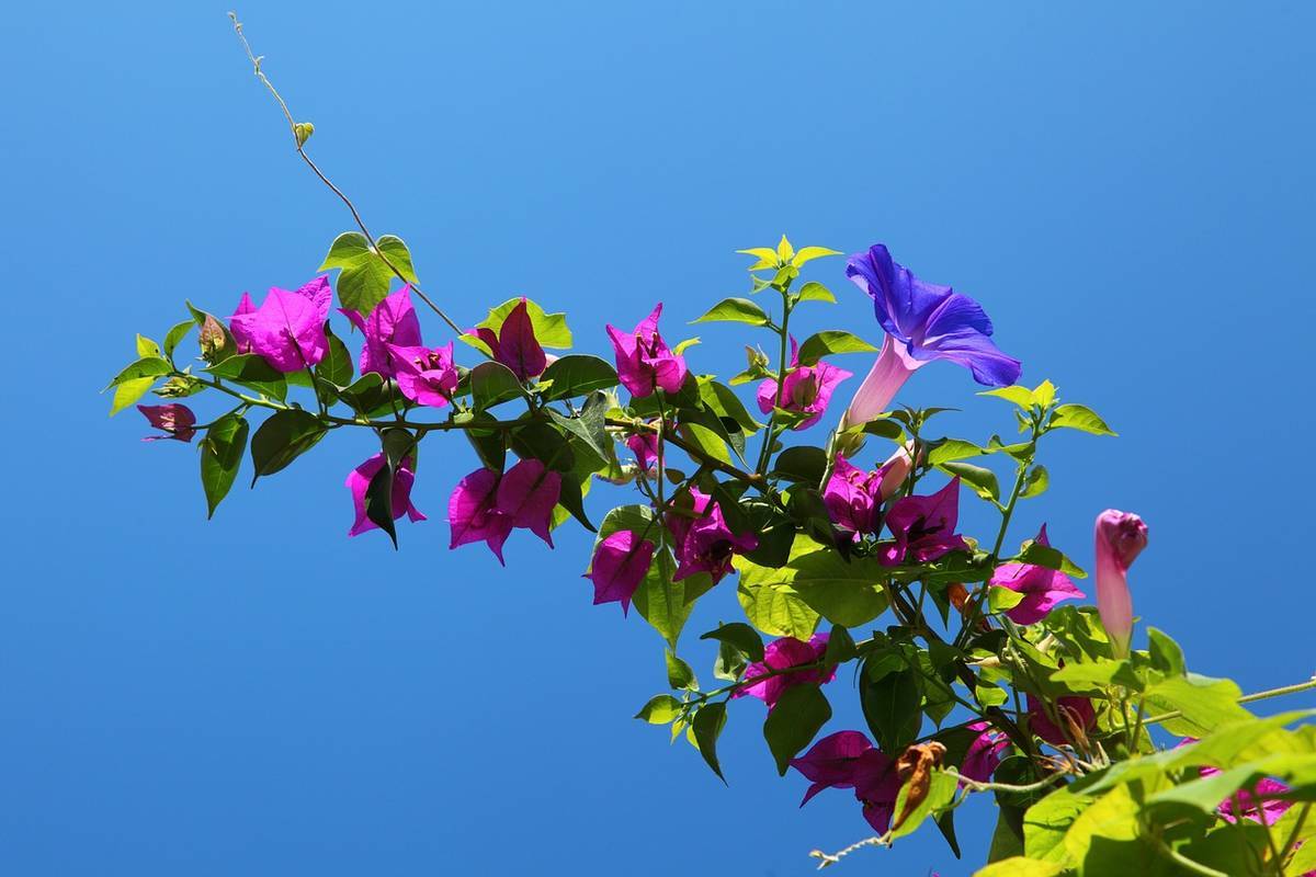 Bougainvillea