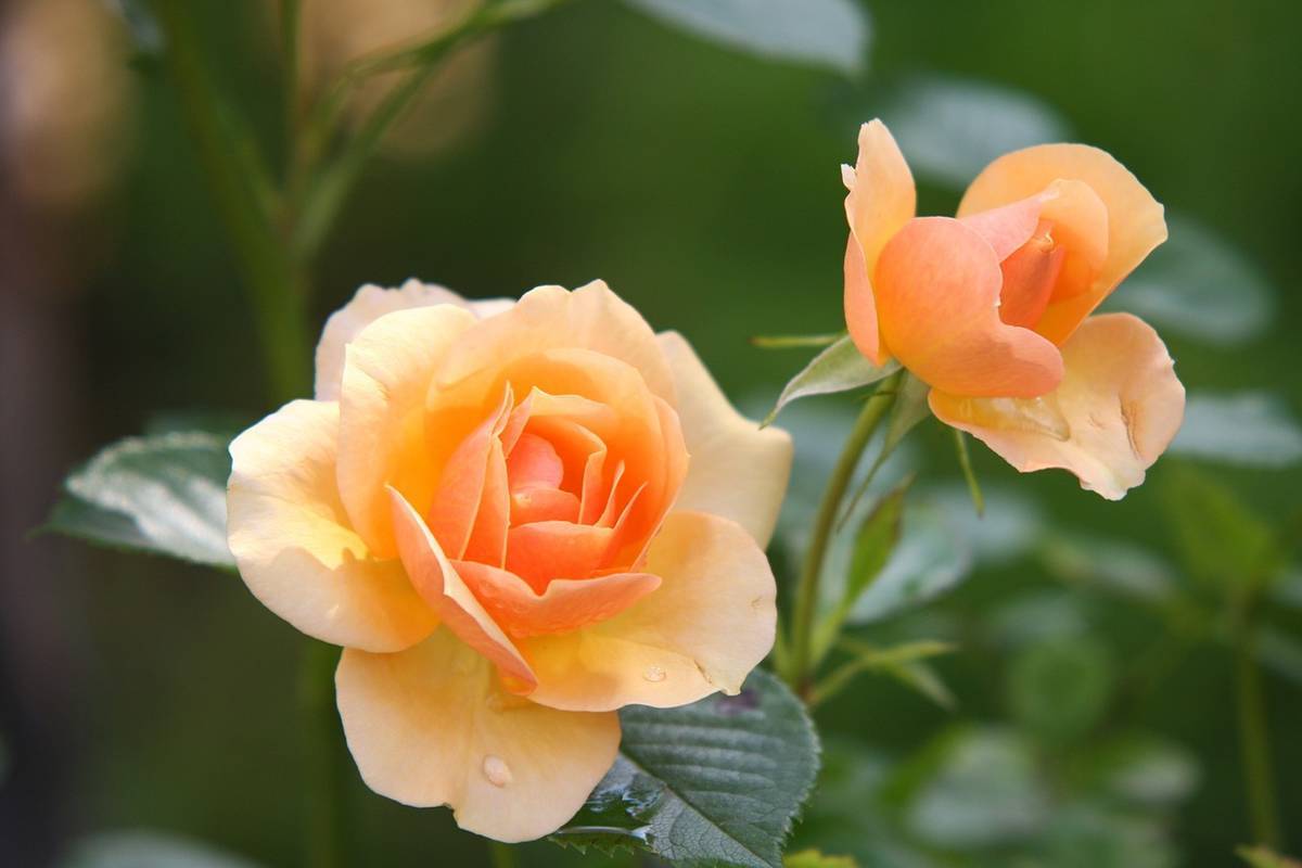 salmon_roses