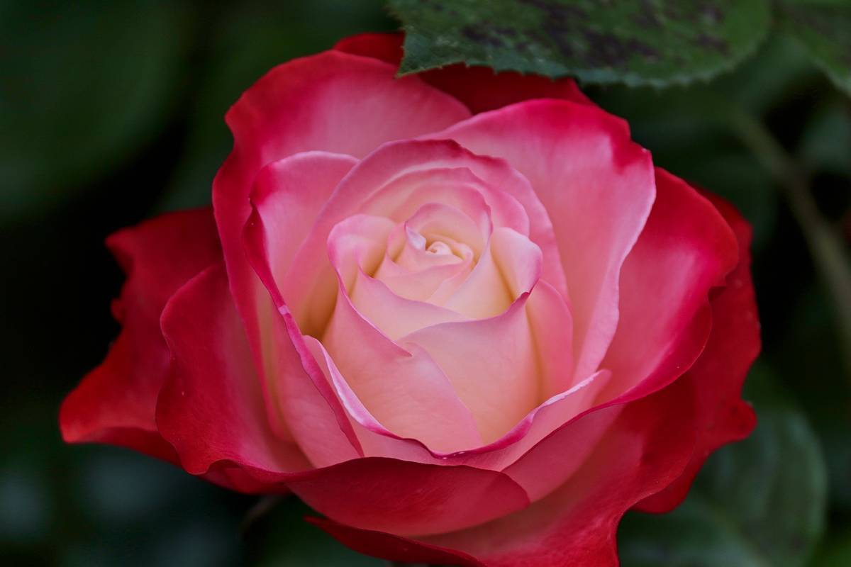 reddish-rose