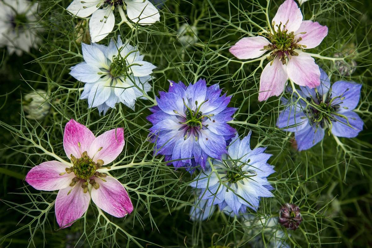 Love-in-a-mist