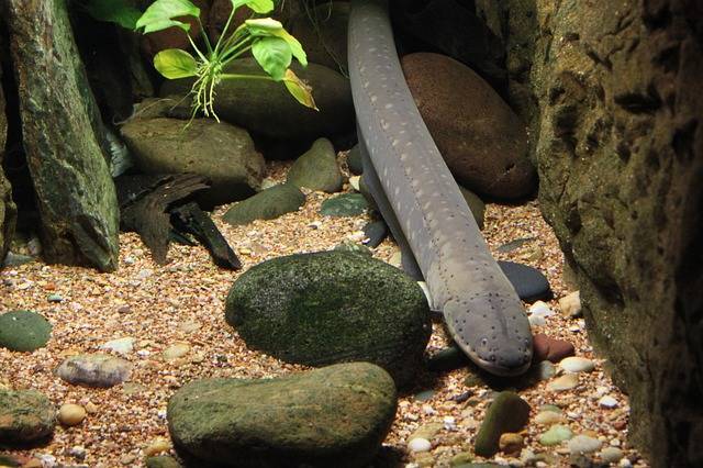 eel