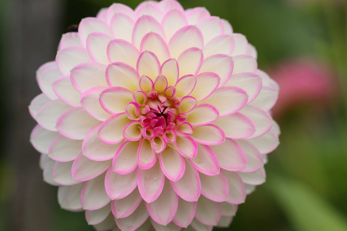 dahlia