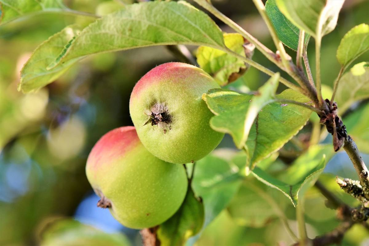 unripe apple