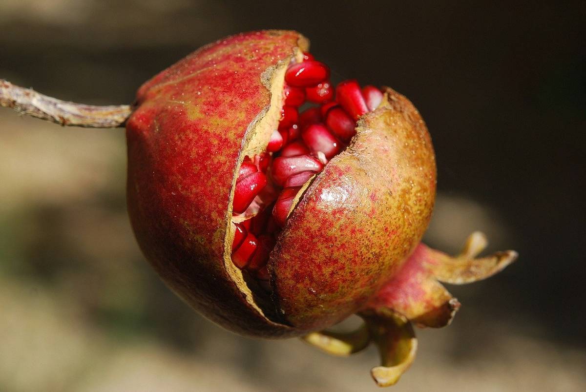 pomegranate