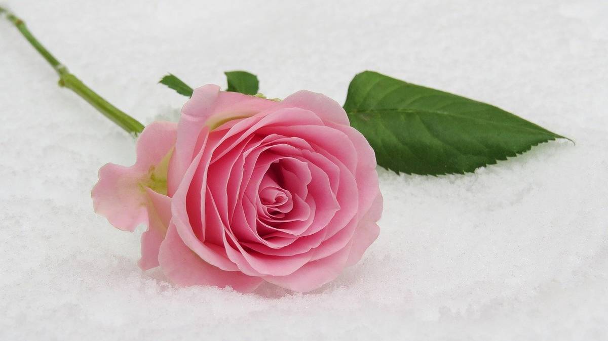 winter-rose