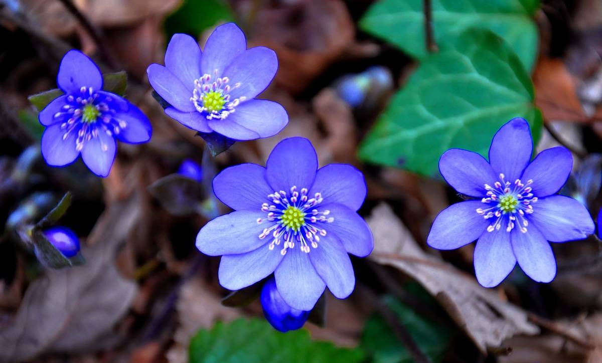 hepatica-nobilis