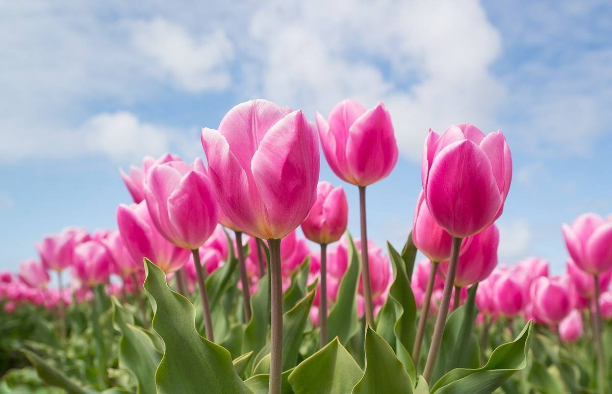 pink-tulips