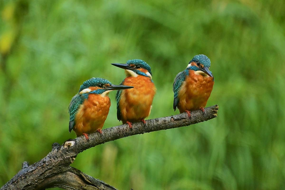 kingfishers