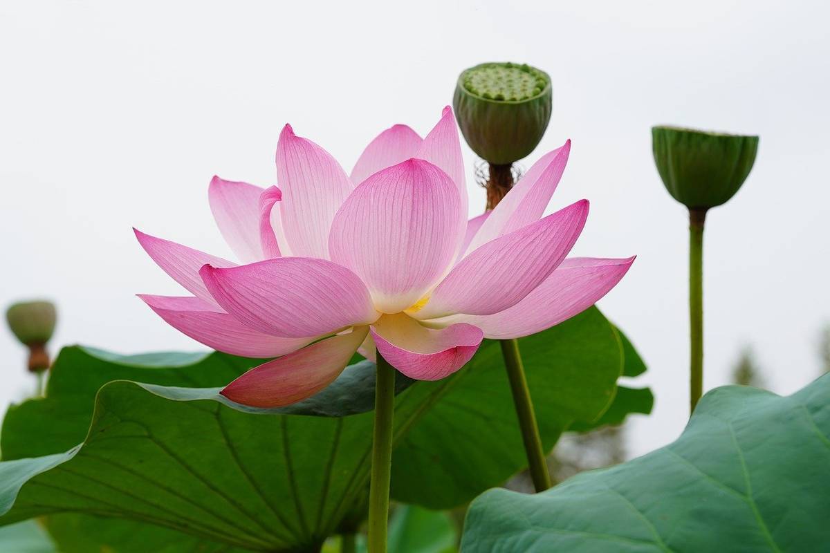 lotus