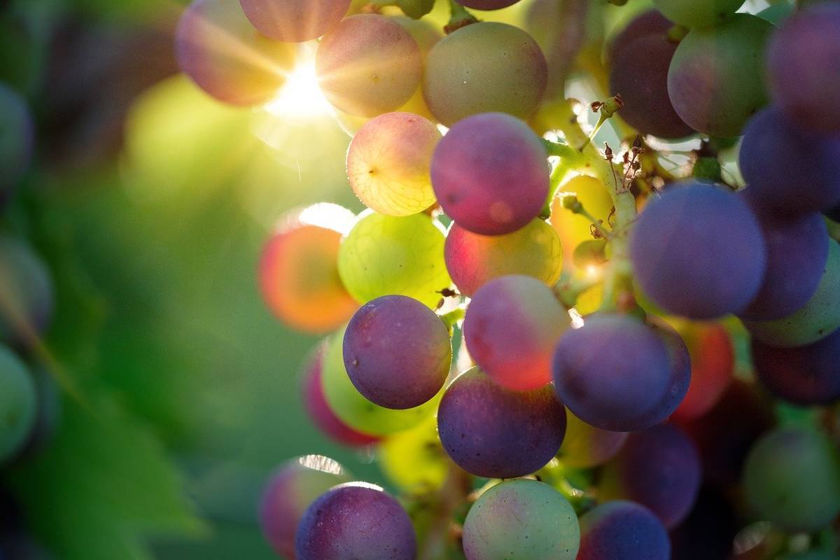 grapes