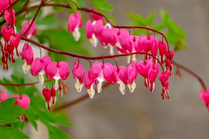 bleeding-heart