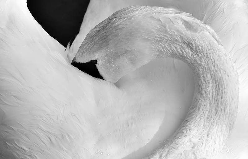 swan