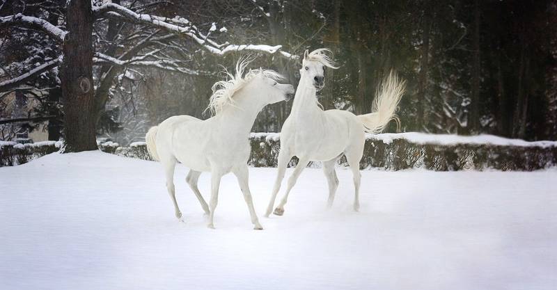 white horses