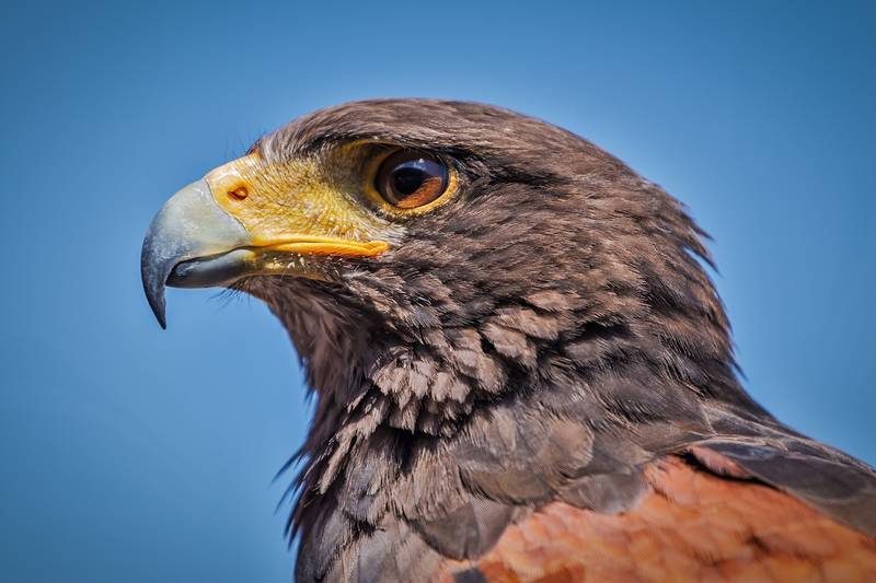 harris-hawk