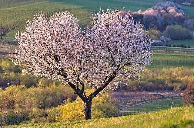 heart-shaped tree