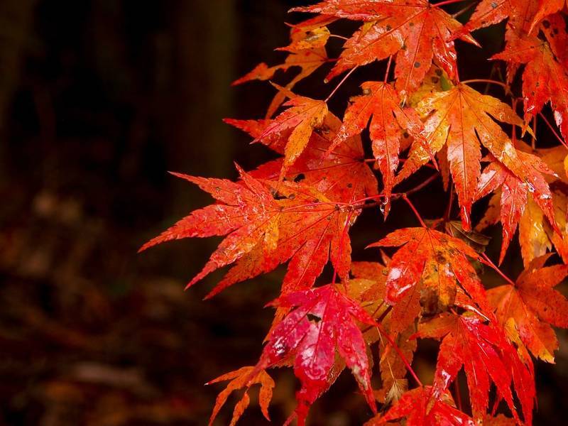 Japanese maple