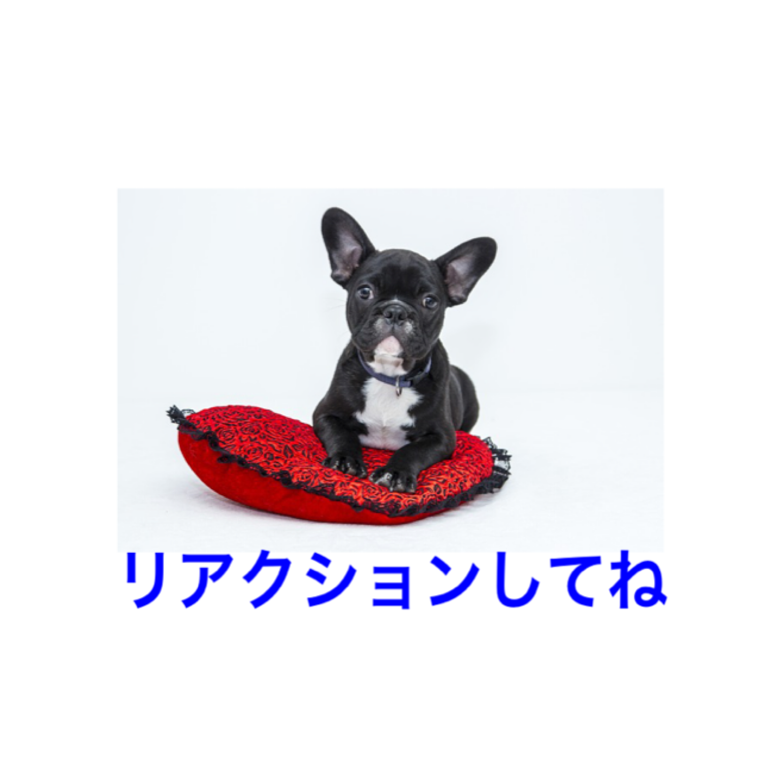 f:id:aya_nee:20190423094633p:image f:id:aya_nee:20190423094633p:image