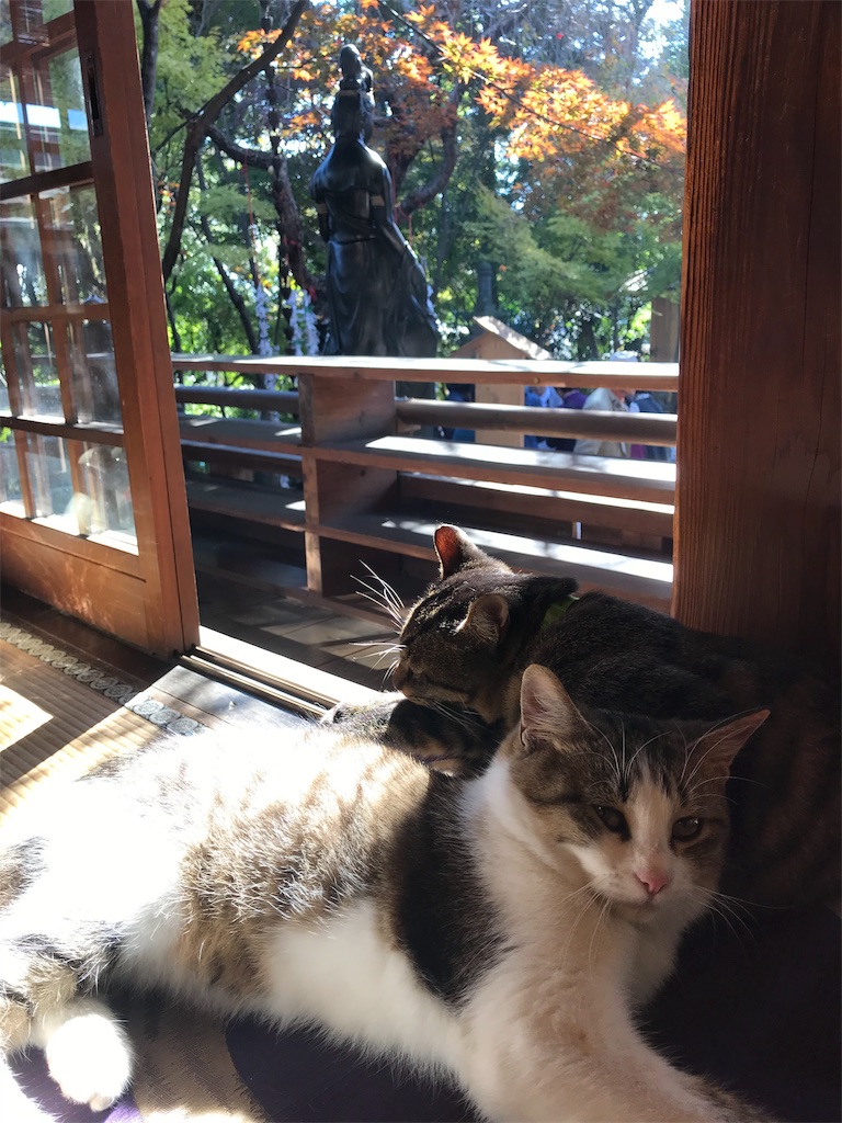 f:id:ayachan0910:20181115195455j:image f:id:ayachan0910:20181115195455j:image